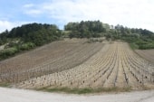 Champagne à Spoy